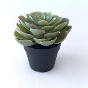 New Ikea Faux Mini Artificial Succulent Pot Plant
